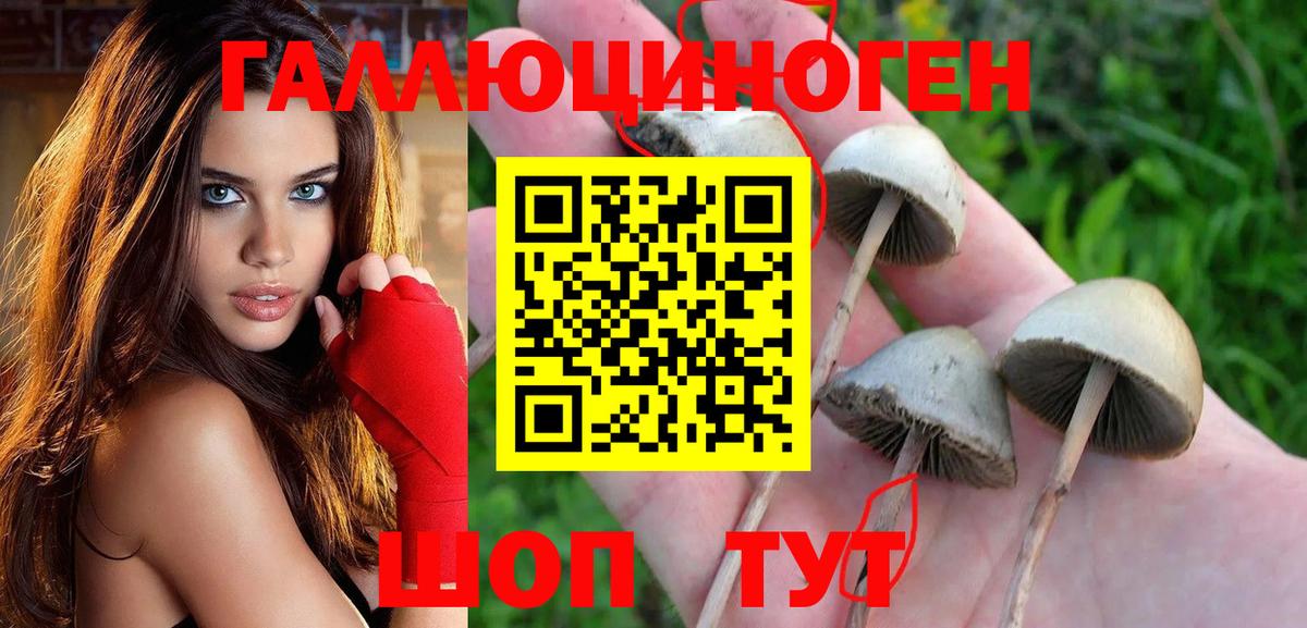 Псилоцибиновые грибы GOLDEN TEACHER Рославль